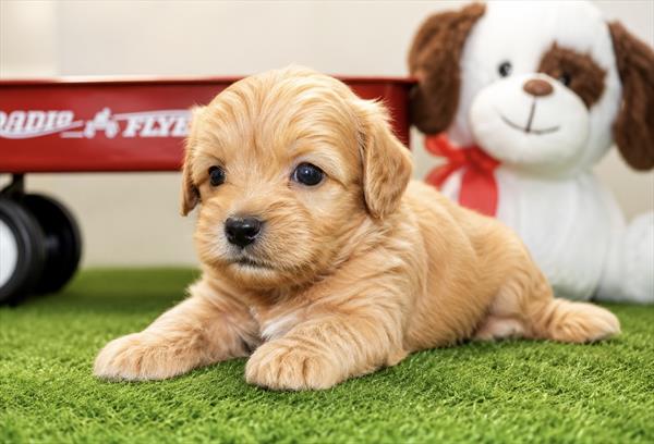 [#261291-02] Apricot M Cavapoo F1B Puppies For Sale