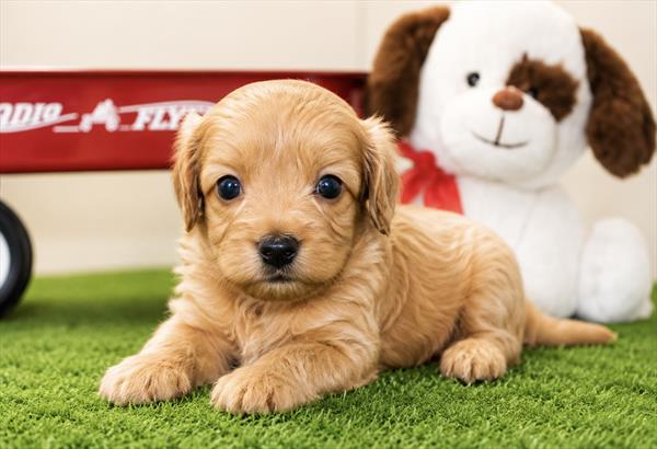 [#261291-03] Apricot F Cavapoo F1B Puppies For Sale