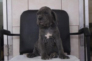 Petland Kennesaw, Georgia Neapolitan Mastiff puppy available