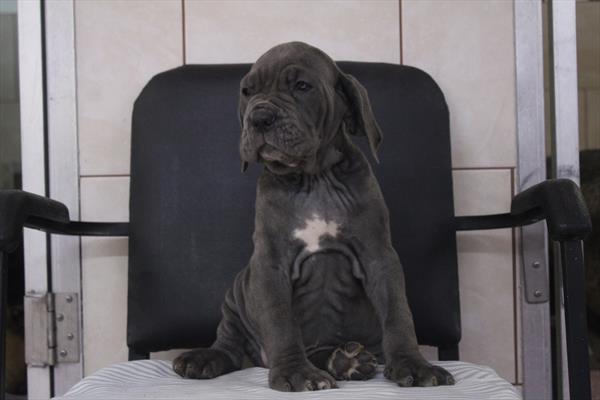 [#261787-03] Blue M Neapolitan Mastiff Puppies For Sale
