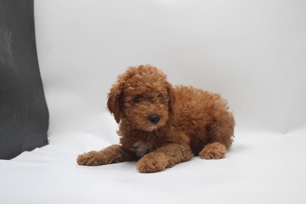 [#261355-01] Red / White M Goldendoodle Mini Puppies For Sale