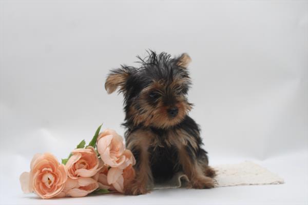 [#261199-03] Black / Tan F Yorkshire Terrier Puppies For Sale