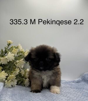 Petland Kennesaw, Georgia Pekingese puppy available