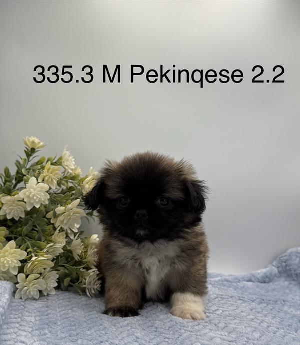 [#261335-03] Brown / White M Pekingese Puppies For Sale