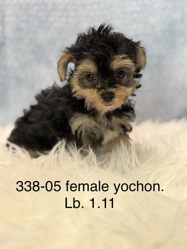 [#261338-05] Black / Tan F Yochon Puppies For Sale