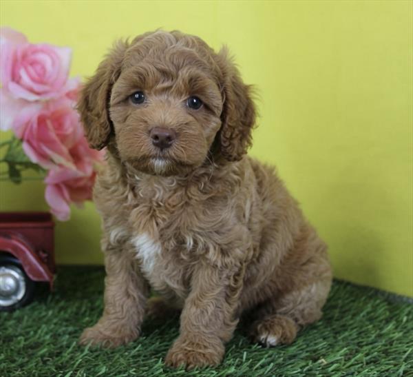 [#261360-03] Red M Cockadoodle F1 Puppies For Sale