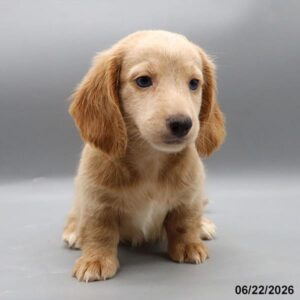 Petland Kennesaw, Georgia Dachshund puppy available