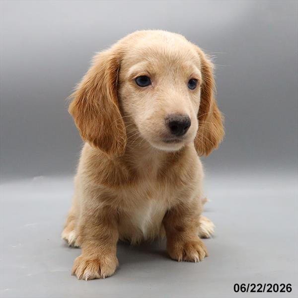 [#26328-01] Cream M Dachshund Puppies For Sale