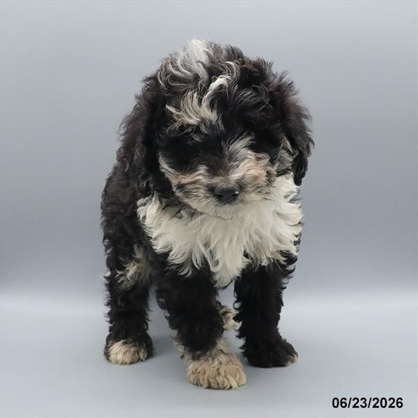 [#26342-02] Blue Merle M Poodle/Bernedoodle Puppies For Sale