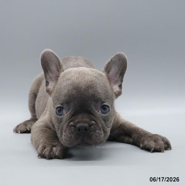 [#26344-01] Blue M French Bulldog Puppies For Sale