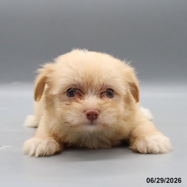 [#26388-02] Red / White M Havanese Puppies For Sale