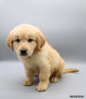 Golden Retriever – 33140