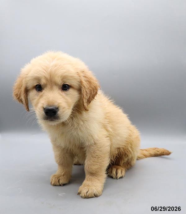 [#26401-03] Light Golden M Golden Retriever Puppies For Sale