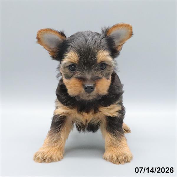 [#26412-02] Black / Tan F Yorkshire Terrier Puppies For Sale