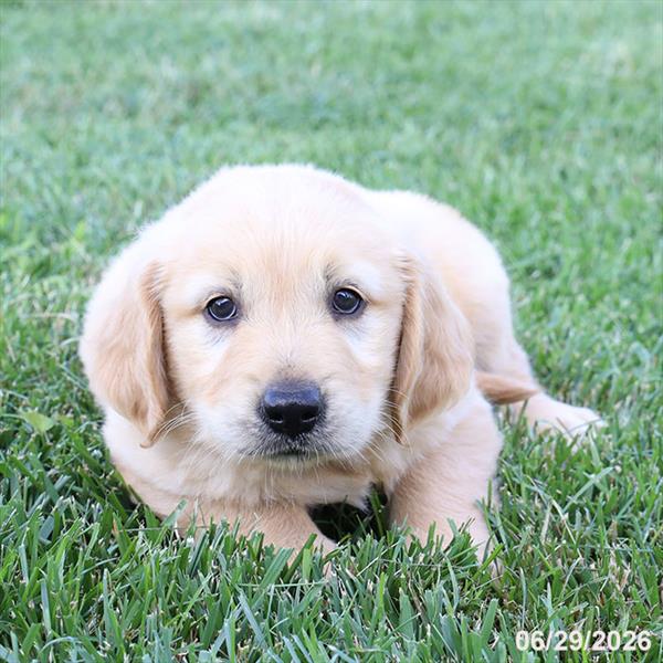 [#26416-01] Cream M Golden Retriever Puppies For Sale