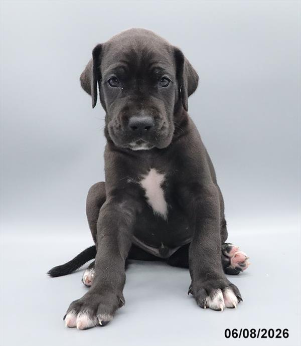 [#26432-01] Black M Great Dane Puppies For Sale