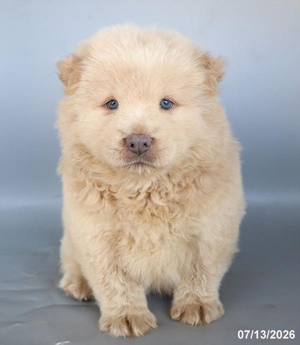 [#26451-08] Blue Fawn F Chow Chow Puppies For Sale