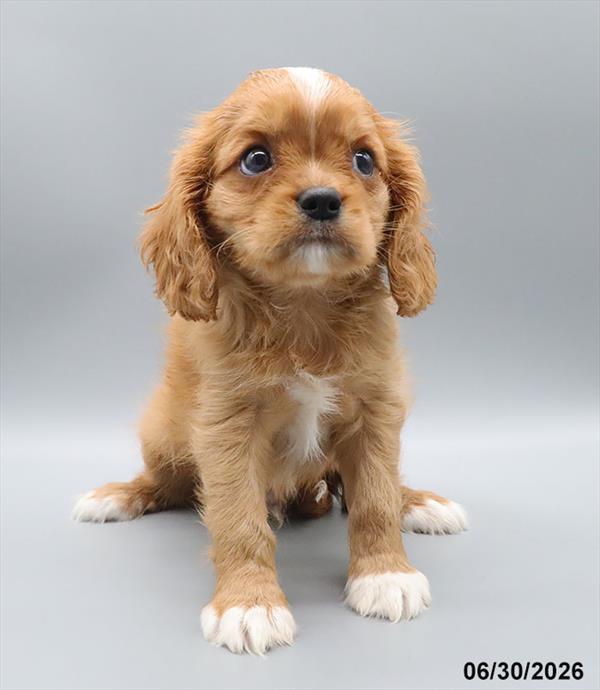 [#26464-01] Ruby M Cavalier King Charles Spaniel Puppies For Sale