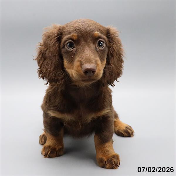 [#26493-02] Chocolate / Tan F Dachshund Puppies For Sale