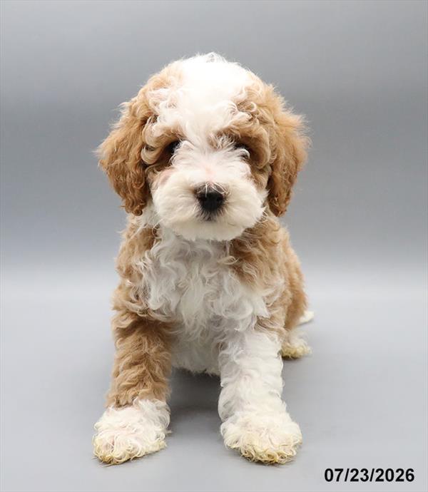 [#26543-04] Red F Goldendoodle Mini F1 Puppies For Sale