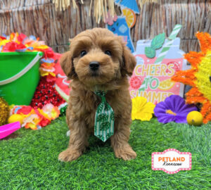 Petland Kennesaw, Georgia Maltipoo puppy available