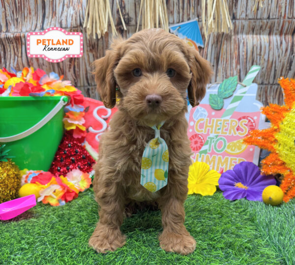 [#261360-03] Red M Cockadoodle F1 Puppies For Sale