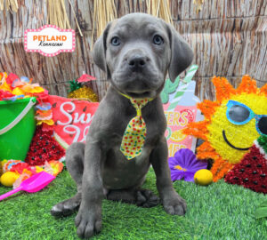 Petland Kennesaw, Georgia Cane Corso puppy available