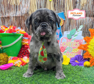 Pug – 33160
