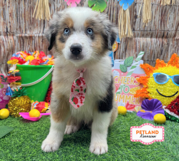 [#N06294] Blue Merle M Australian Shepherd Puppies For Sale