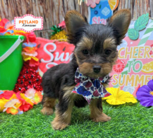 Petland Kennesaw, Georgia Yorkshire Terrier puppy available