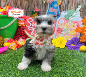 Miniature Schnauzer – 33154