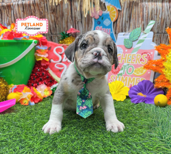 [#261407-01] Blue Merle M Beabull 3/4 Puppies For Sale