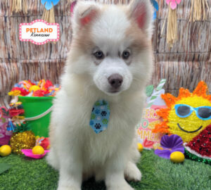 Siberian Husky – 33161