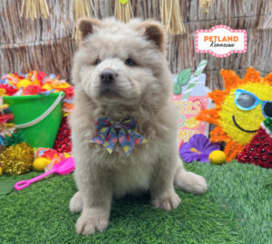 Chow Chow – 33152
