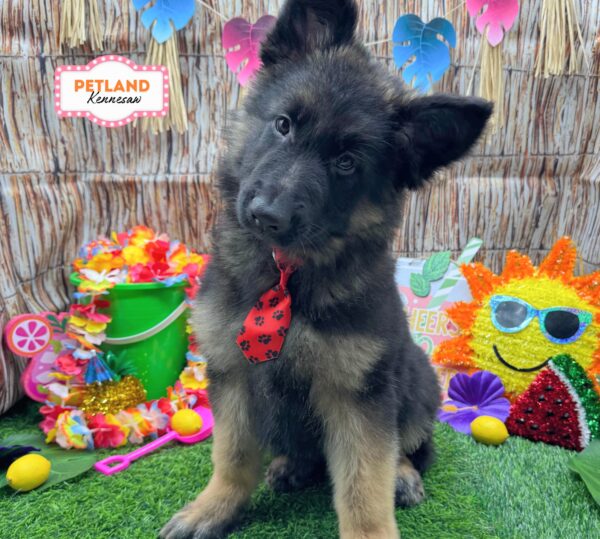 [#261328-07] Black / Tan M German Shepherd Dog Puppies For Sale