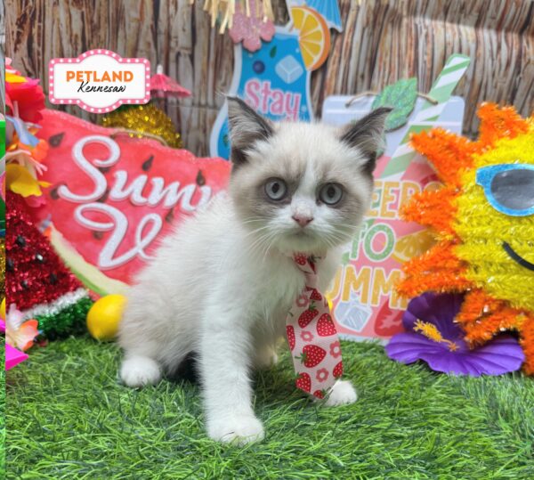[#261694-01] Silver / Gray M British Shorthair Kittens For Sale