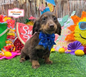 Petland Kennesaw, Georgia Dachshund puppy available