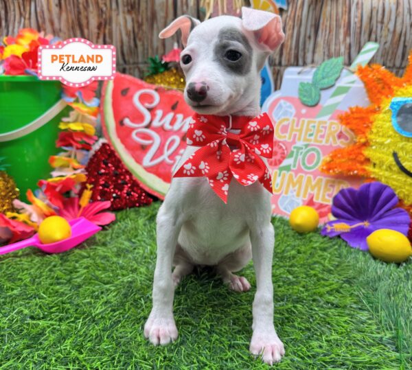 [#261275-03] White / Blue F Italian Greyhound Puppies For Sale