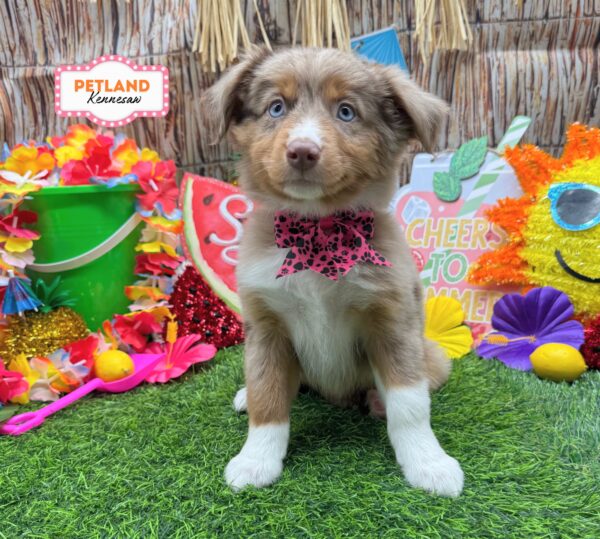[#261215-08] Red Merle F Miniature Australian Shepherd Puppies For Sale