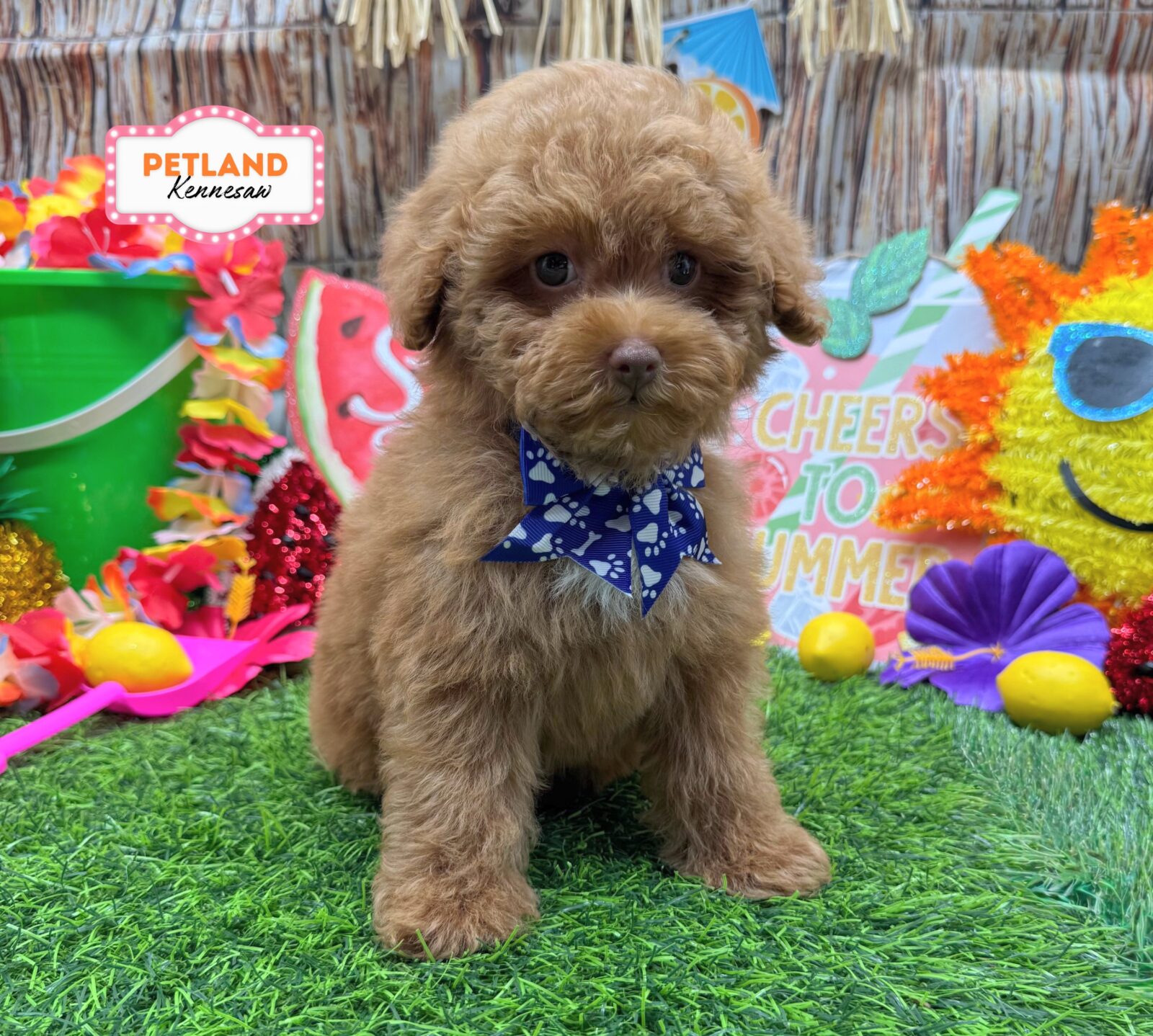 Poodle Mini in Atlanta, GA