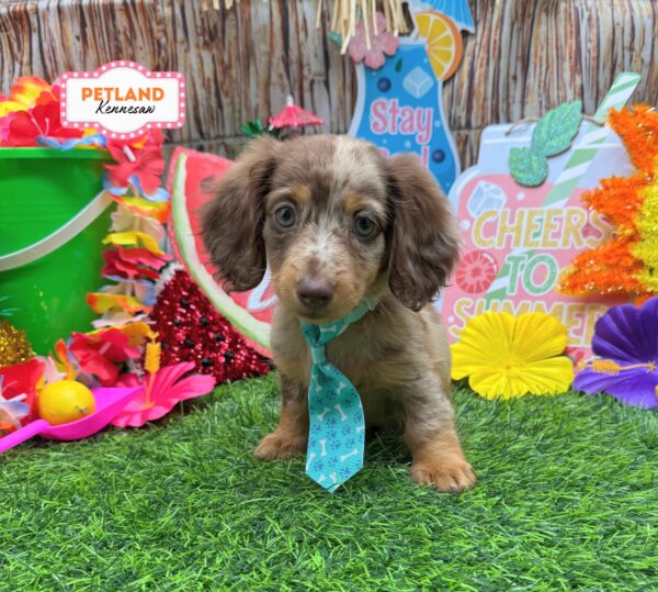 [#261139-01] Chocolate M Dachshund Puppies For Sale