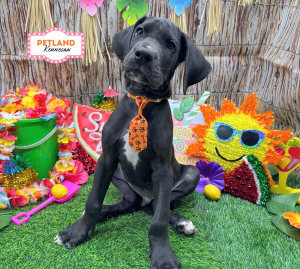 [#26432-01] Black M Great Dane Puppies For Sale