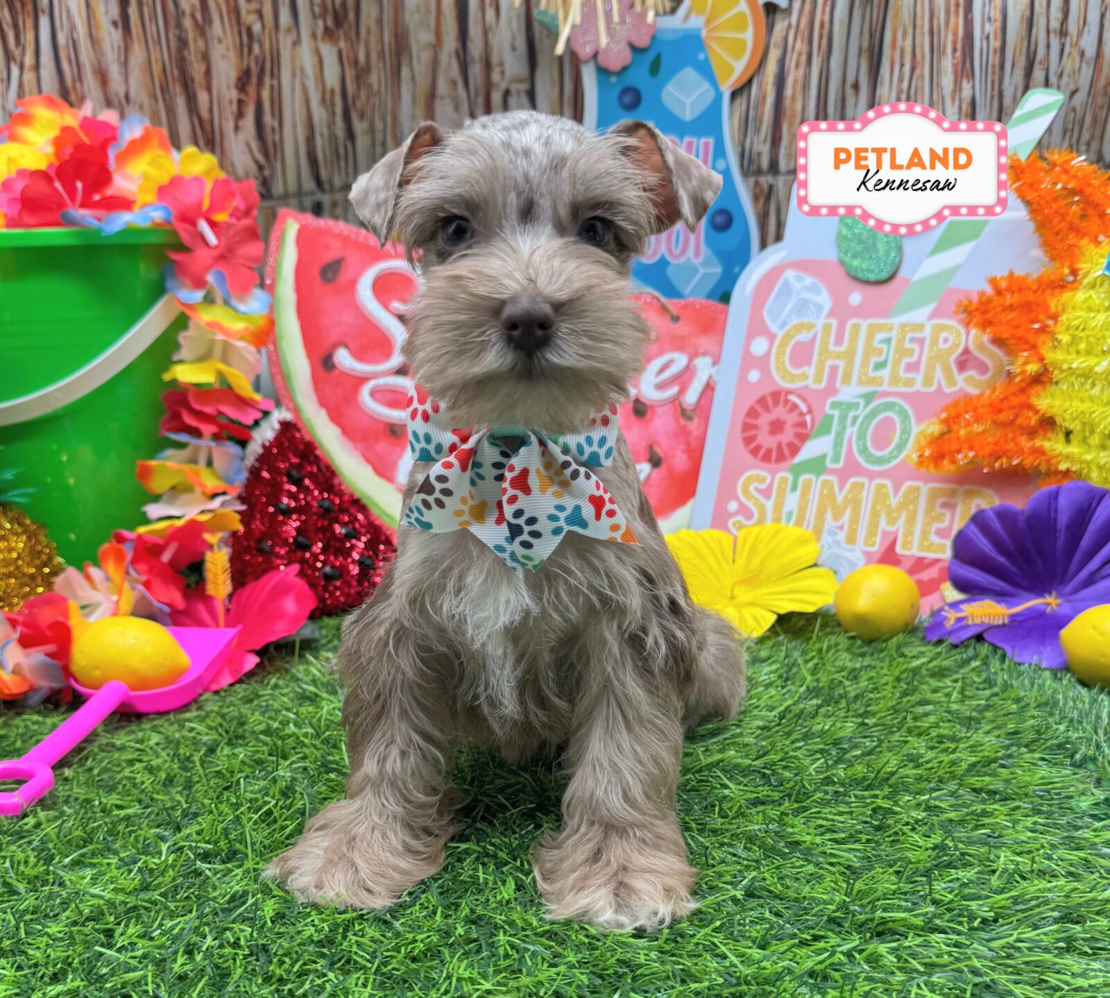 Miniature Schnauzer in Atlanta, GA