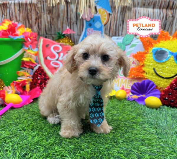 [#261124-01] Tan M Yorkiepoo Puppies For Sale