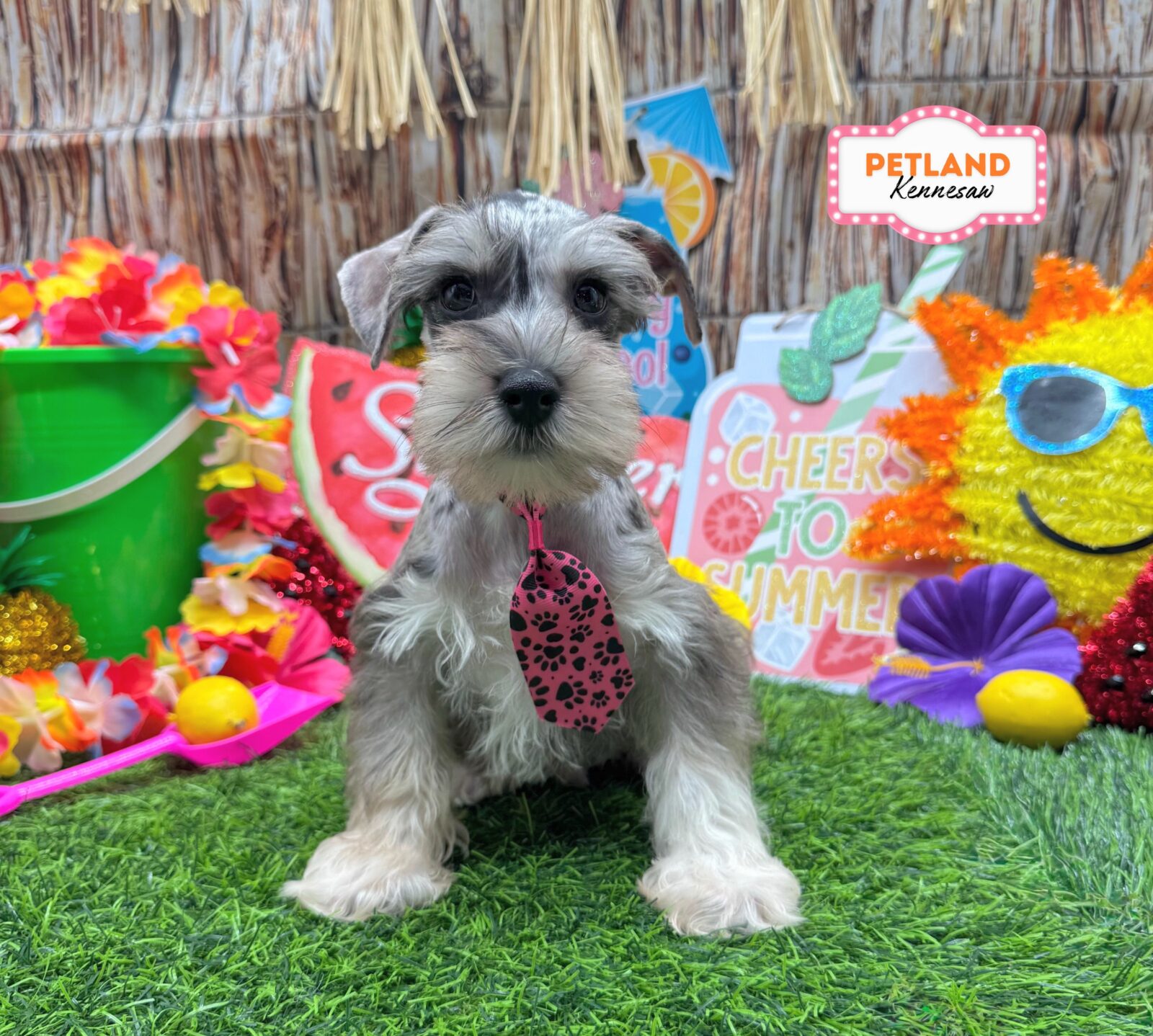 Miniature Schnauzer in Dallas, GA