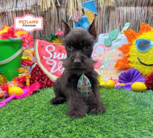 Petland Kennesaw, Georgia Miniature Schnauzer puppy available