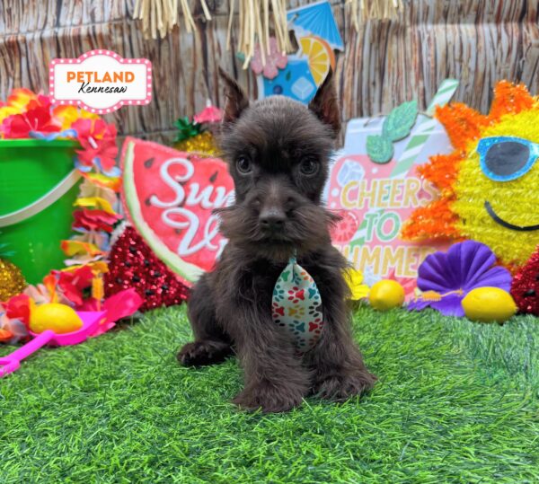 [#261203-03] Chocolate M Miniature Schnauzer Puppies For Sale