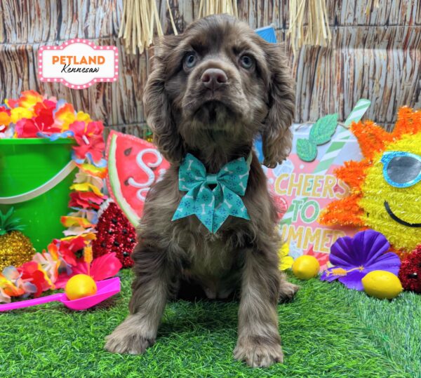 [#261257-02] Chocolate Merle F Cocker Spaniel Puppies For Sale
