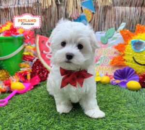 Petland Kennesaw, Georgia Maltese puppy available
