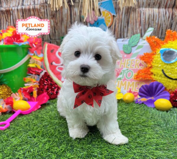 [#261288-03] White F Maltese Puppies For Sale